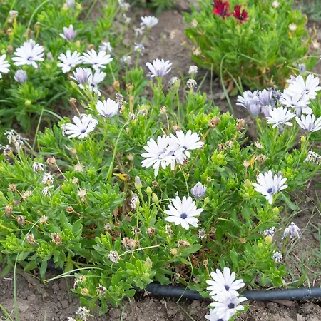 A Un Passo Dal Mare 보바 마리나