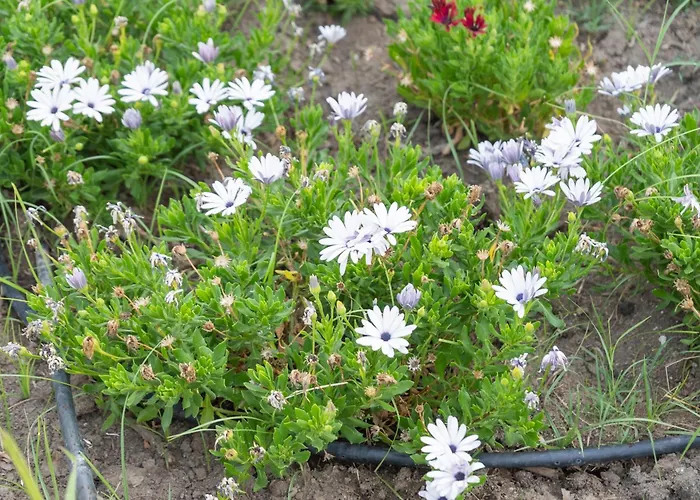 A Un Passo Dal Mare בובה מרינה